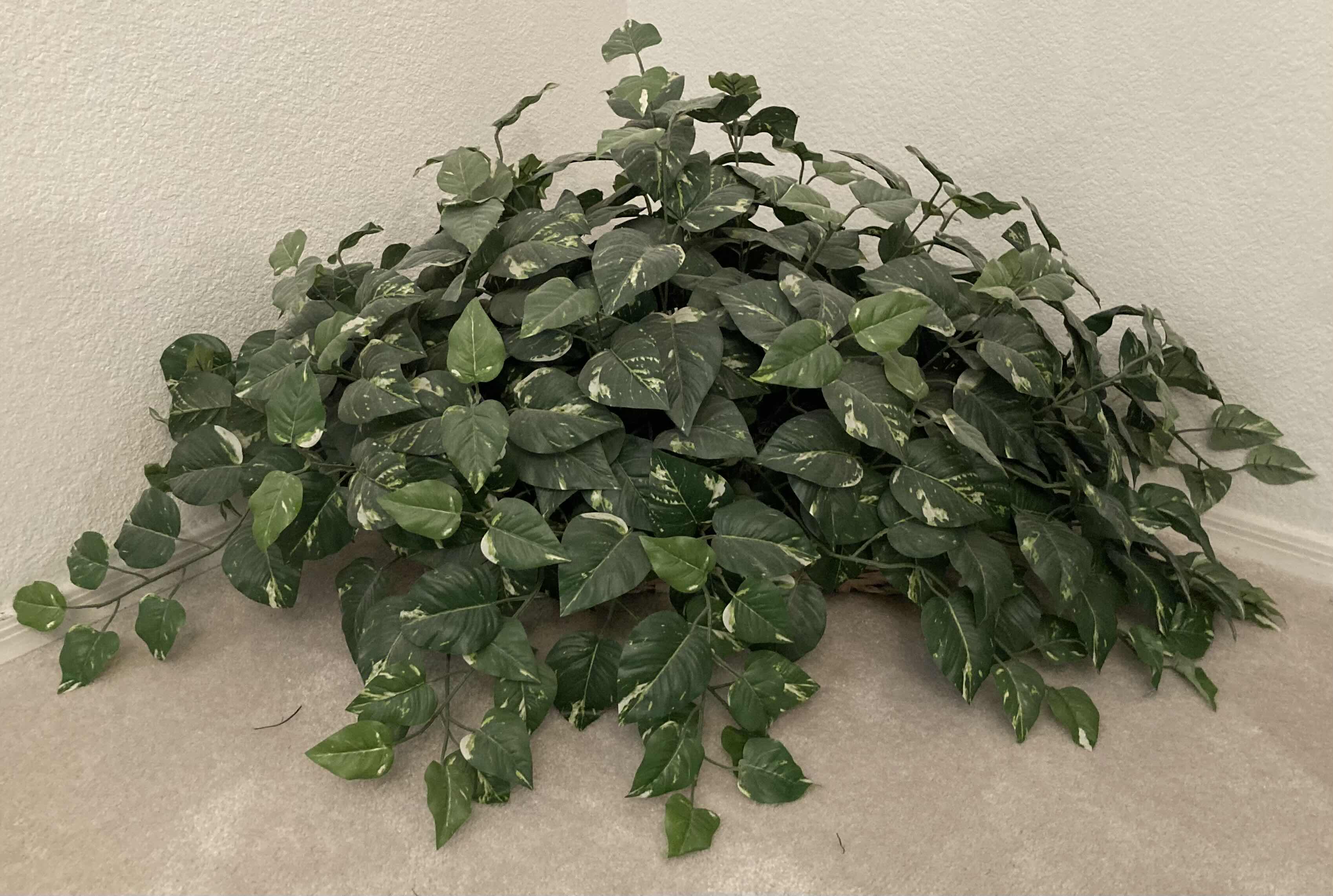 Photo 2 of POTHOS ARTIFICIAL DECORATIVE PLANT W WHITE RATTAN BASKET 40” X H18”