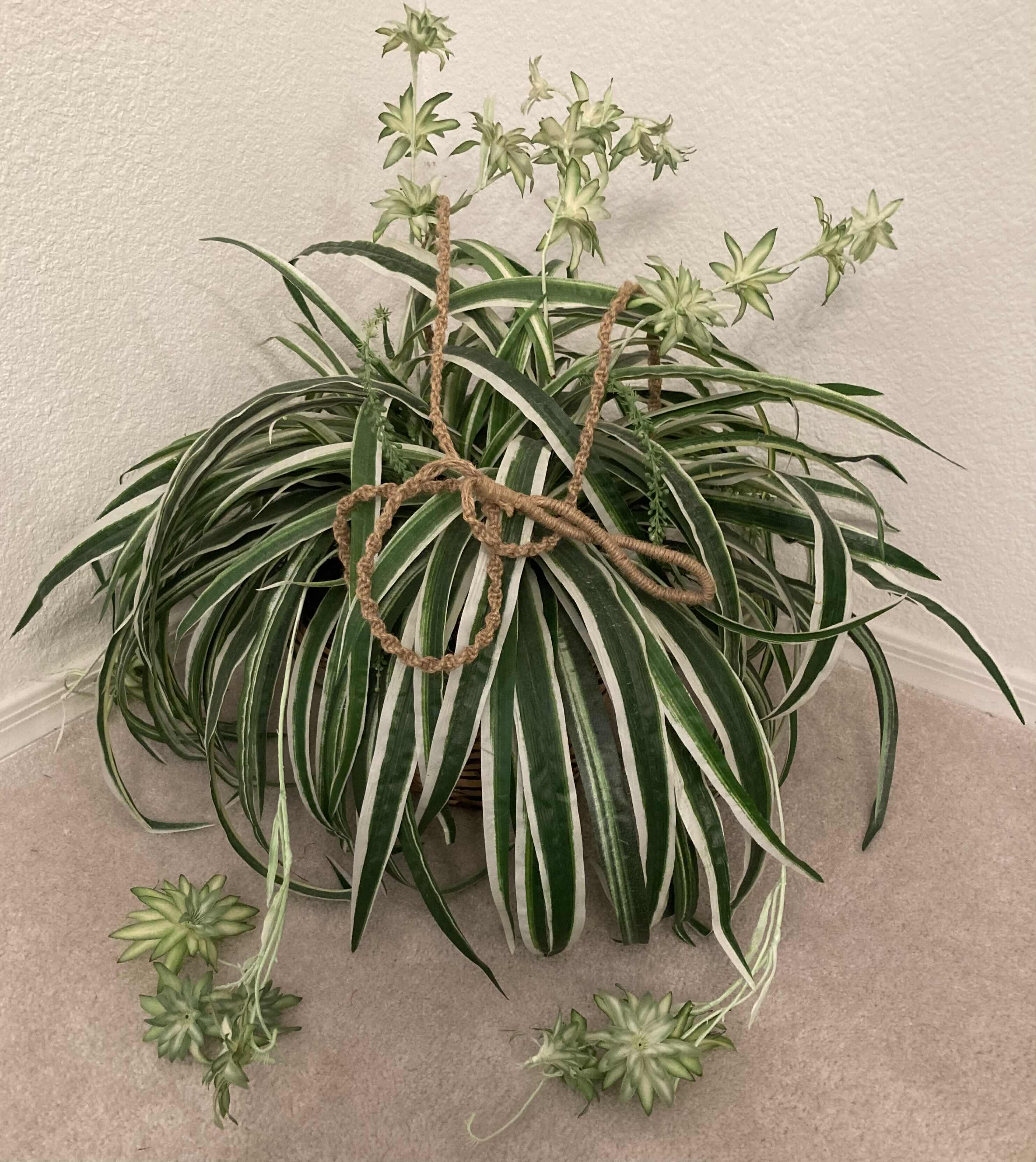 Photo 1 of SPIDER PLANT ARTIFICIAL DECORATIVE PLANT W RATTAN HANGING BASKET H18”