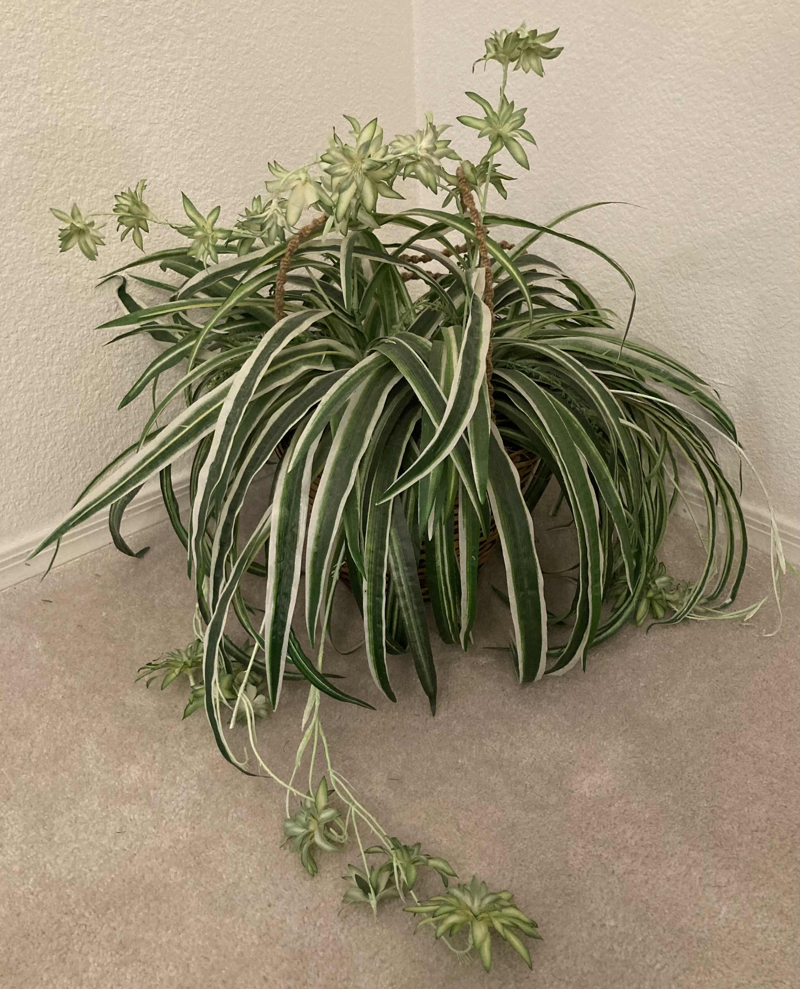 Photo 2 of SPIDER PLANT ARTIFICIAL DECORATIVE PLANT W RATTAN HANGING BASKET H18”