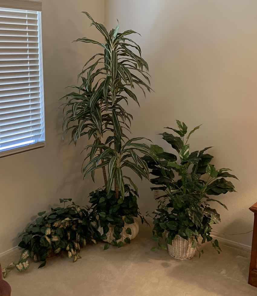 Photo 1 of FAUX PLANTS TALLEST 77”