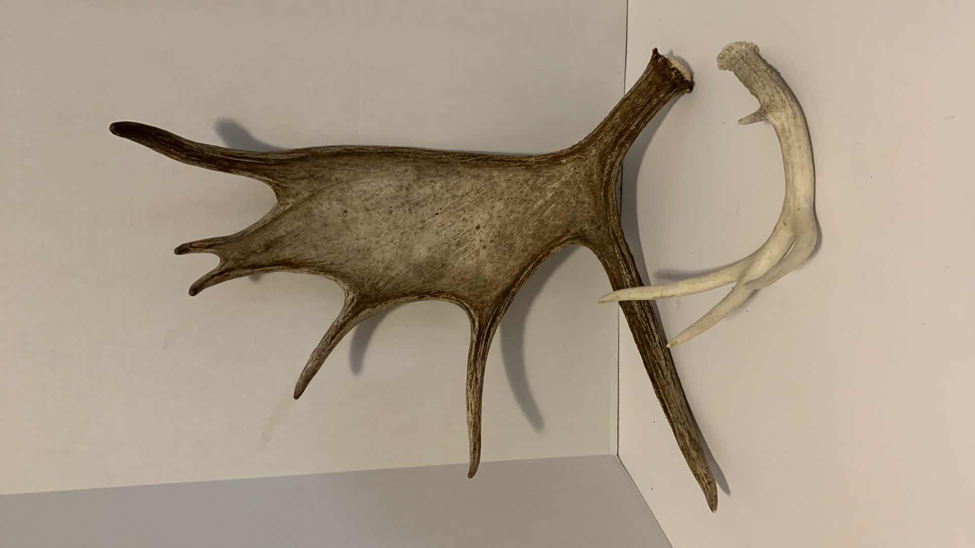 Photo 1 of MOOSE HORN 17” X 22” AND A DEER HORN