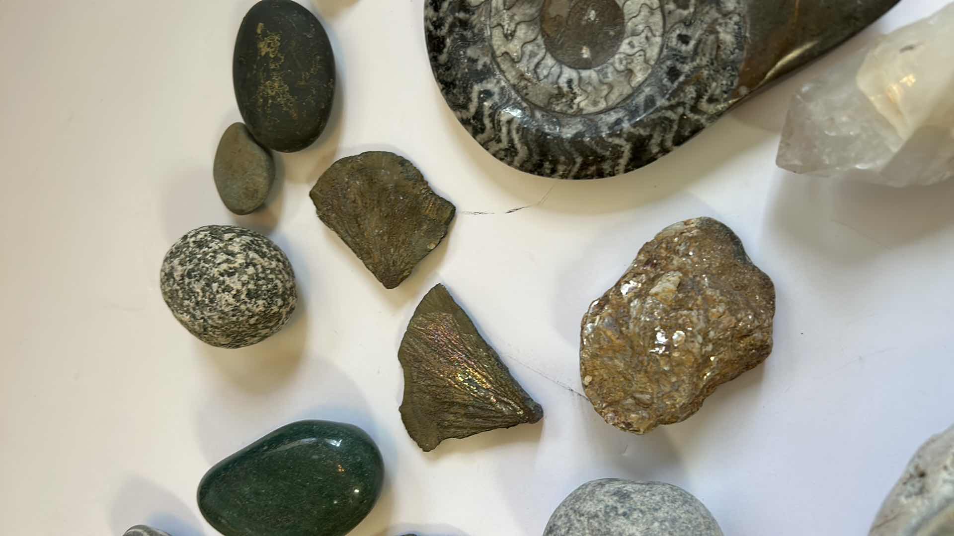 Photo 5 of STONE, SHELL AND FOSSIL ASSORTMENT
