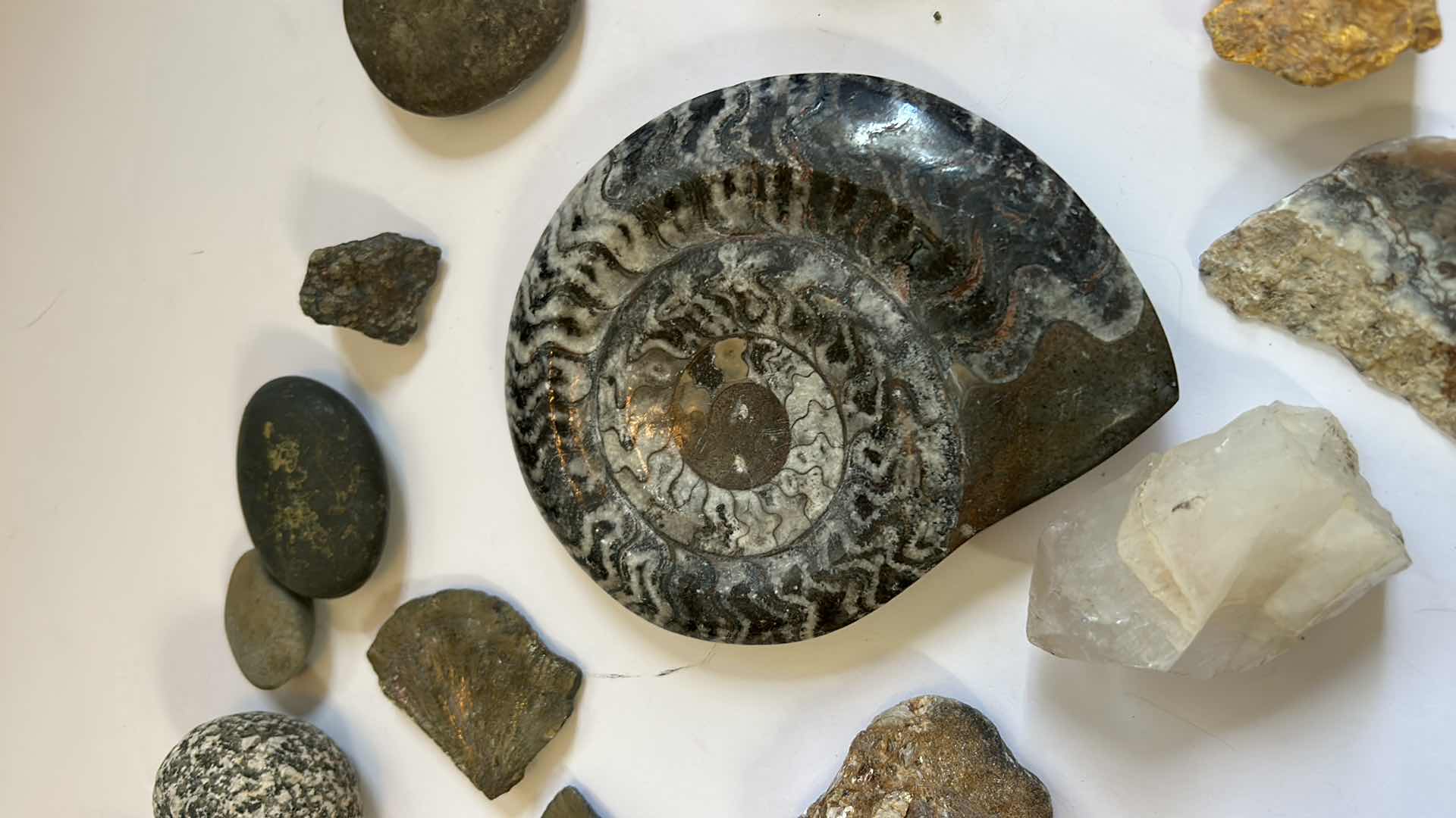 Photo 6 of STONE, SHELL AND FOSSIL ASSORTMENT