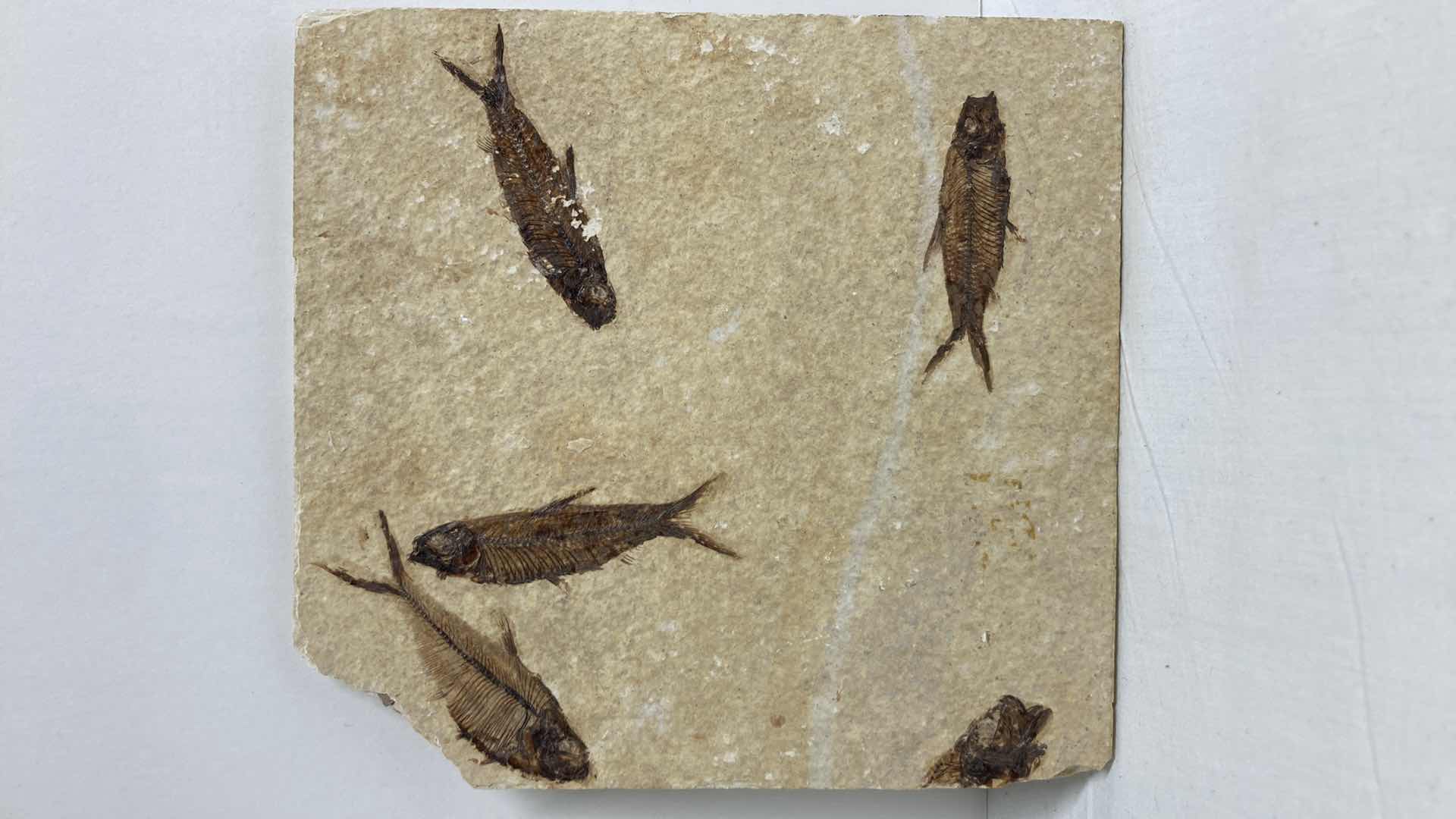 Photo 1 of FOSSILIZED FISH STONE TILE 6” X 6.5”