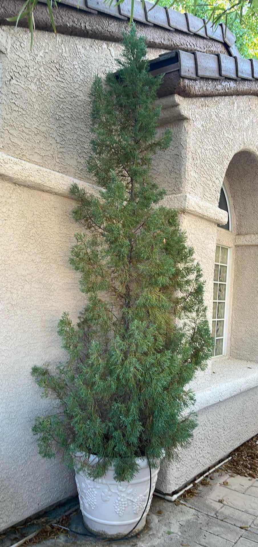 Photo 1 of LIVE PINE TREE H120” W OUTDOOR STONE FINISH FIBERGLASS PLANTER 23” X 20”