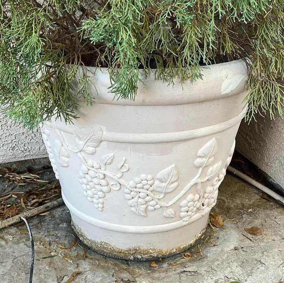 Photo 3 of LIVE PINE TREE H120” W OUTDOOR STONE FINISH FIBERGLASS PLANTER 23” X 20”