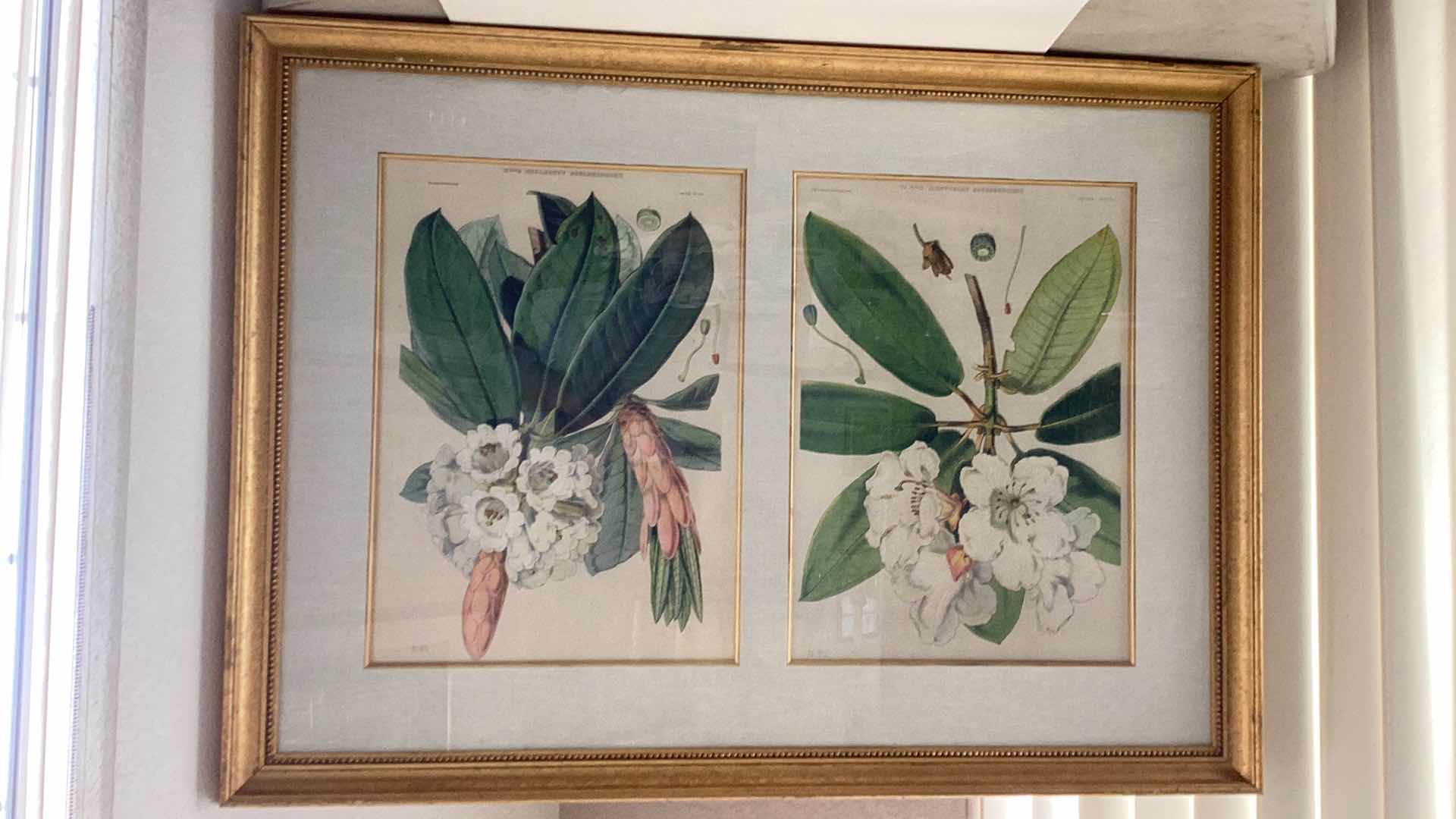 Photo 1 of ANTIQUE 1800’S JOSEPH HOOKER “RHODODENDRON AUCKLAND II, HOOK.FIL” FITCH LITHOGRAPH 51” X H 38”