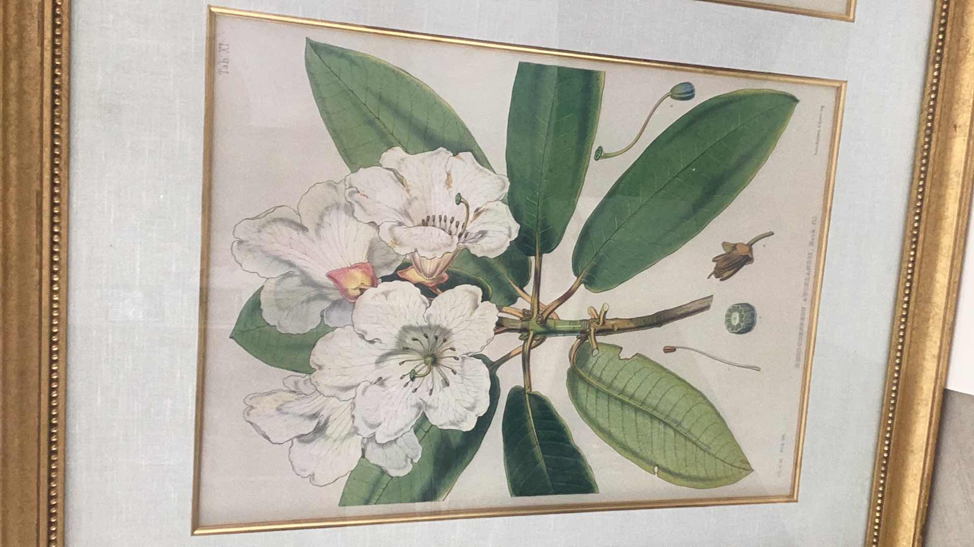 Photo 2 of ANTIQUE 1800’S JOSEPH HOOKER “RHODODENDRON AUCKLAND II, HOOK.FIL” FITCH LITHOGRAPH 51” X H 38”