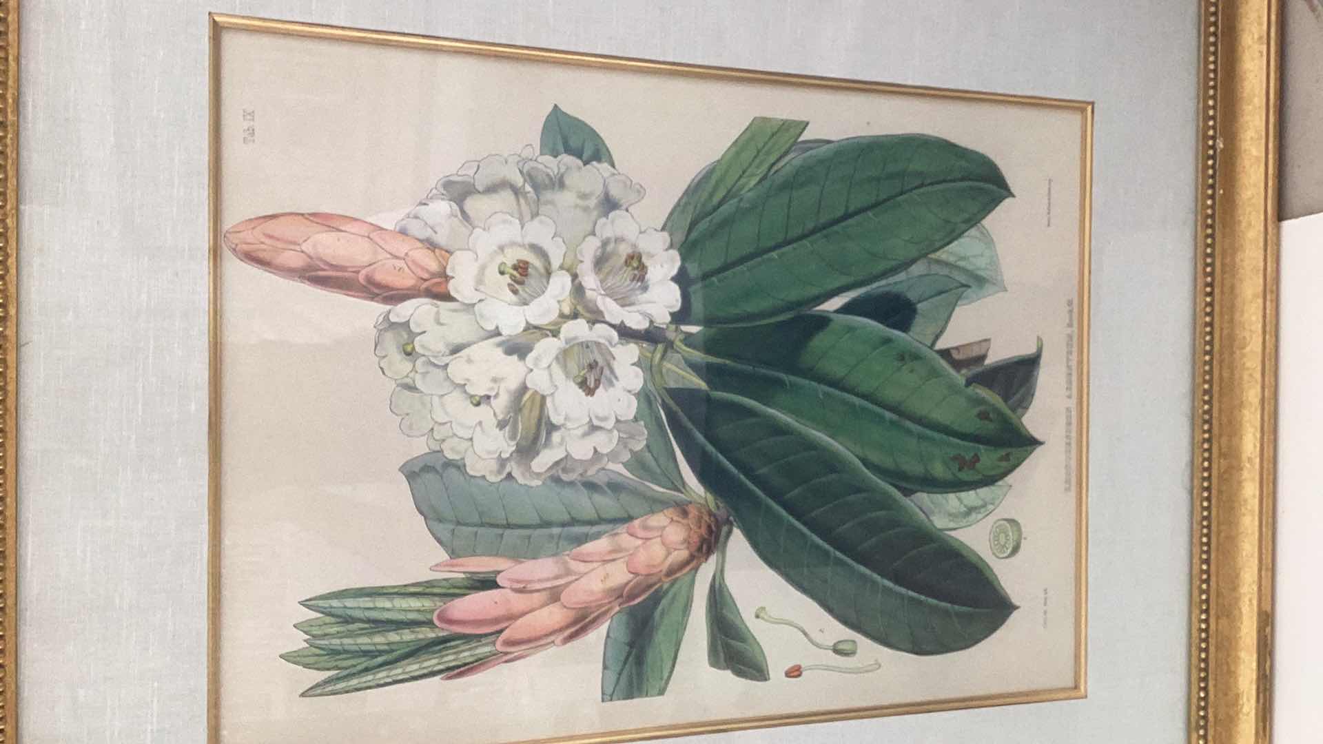 Photo 3 of ANTIQUE 1800’S JOSEPH HOOKER “RHODODENDRON AUCKLAND II, HOOK.FIL” FITCH LITHOGRAPH 51” X H 38”