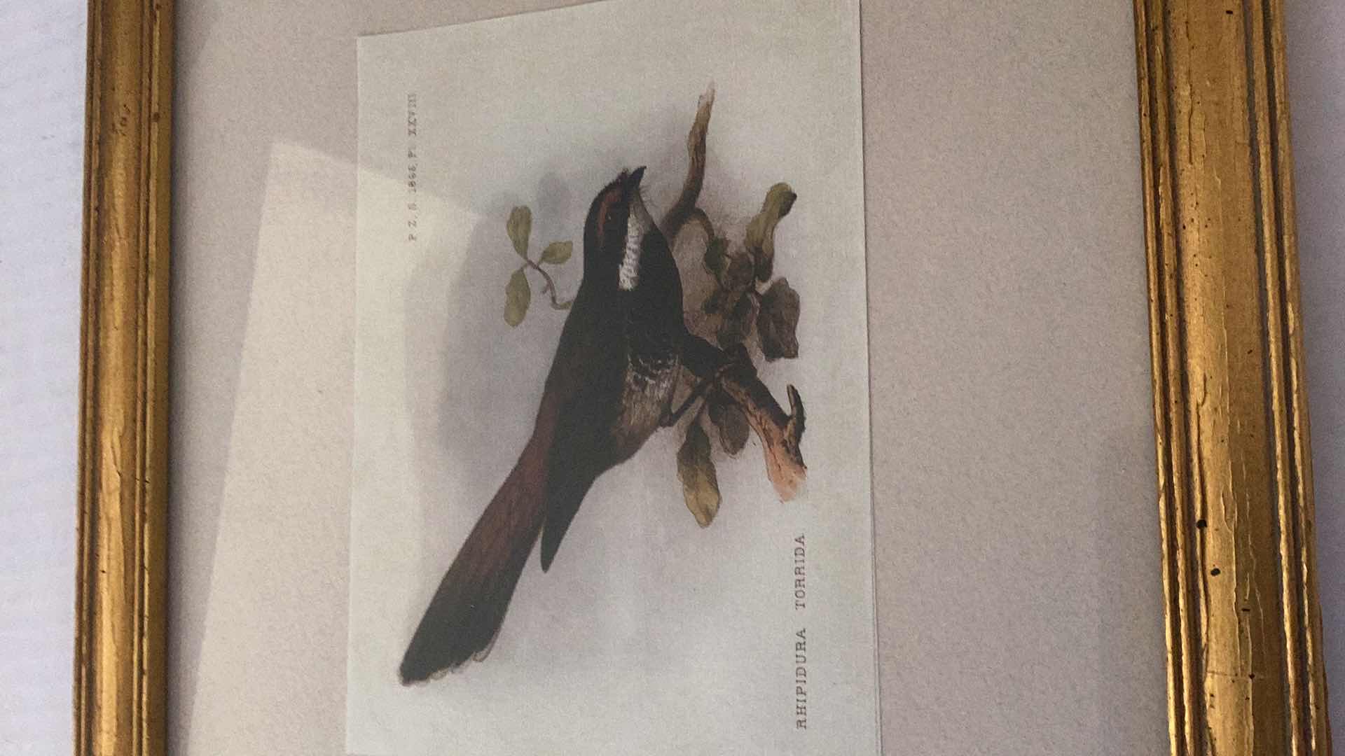 Photo 2 of VINTAGE 1865 BIRD PRINTS 21” X H 12”