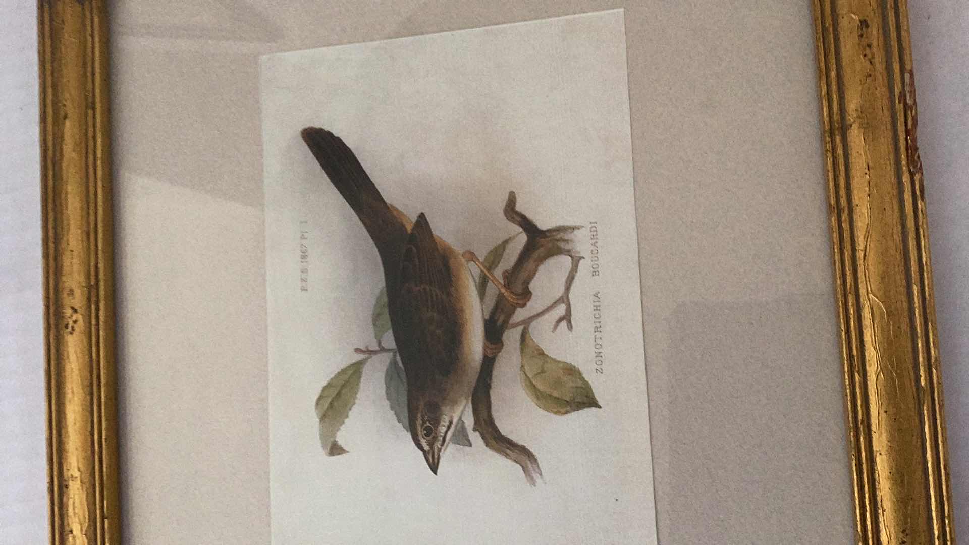 Photo 3 of VINTAGE 1865 BIRD PRINTS 21” X H 12”