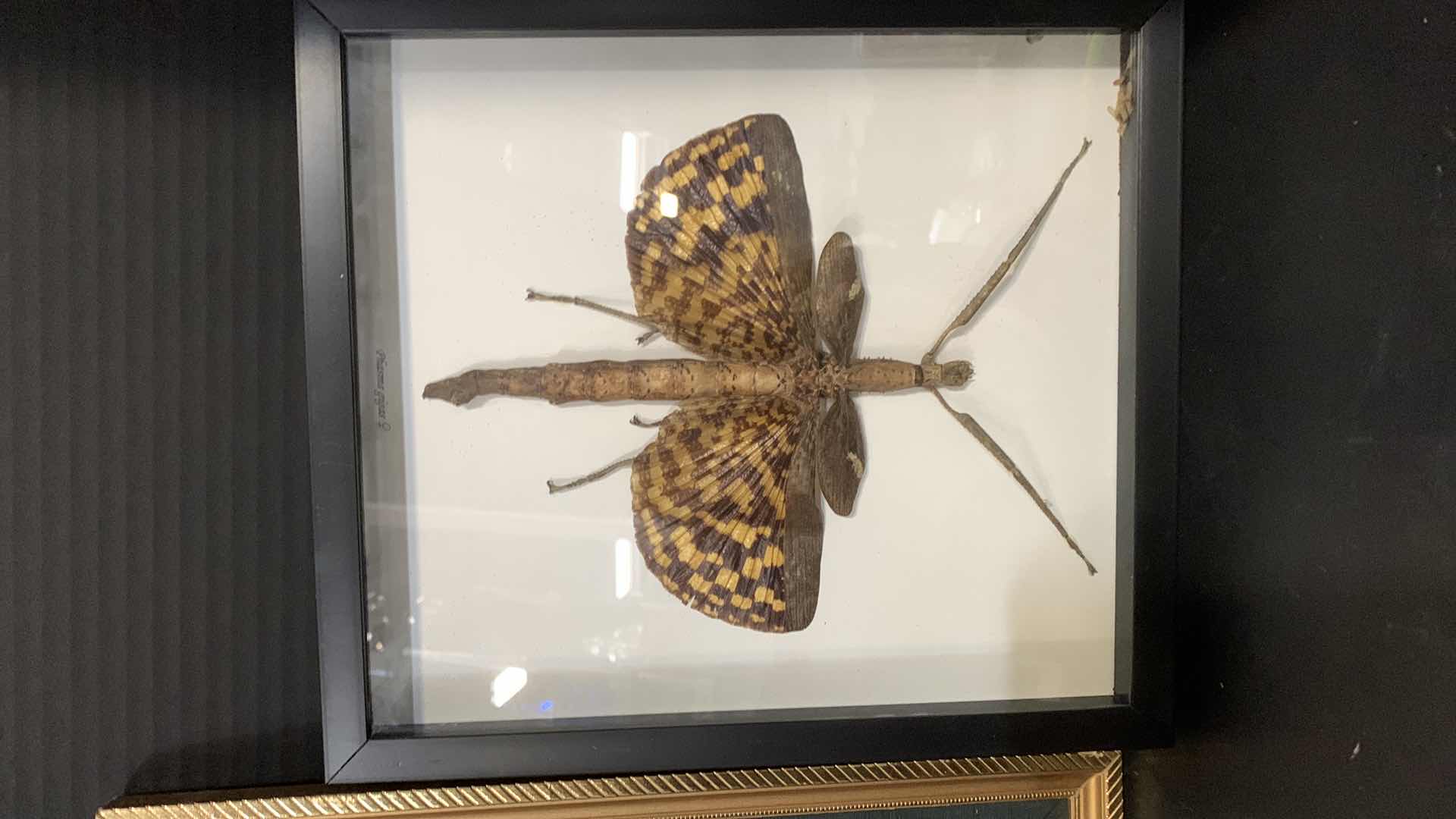 Photo 4 of 4 MOUNTED INSECTS IN SHADOW BOXES