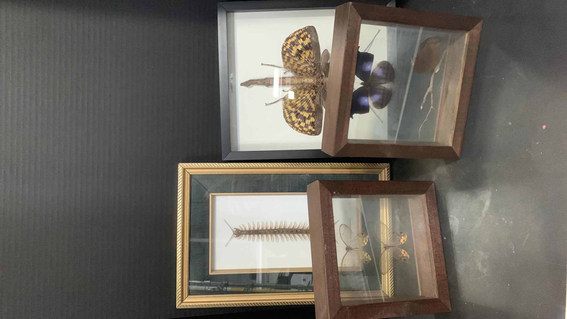 Photo 1 of 4 MOUNTED INSECTS IN SHADOW BOXES