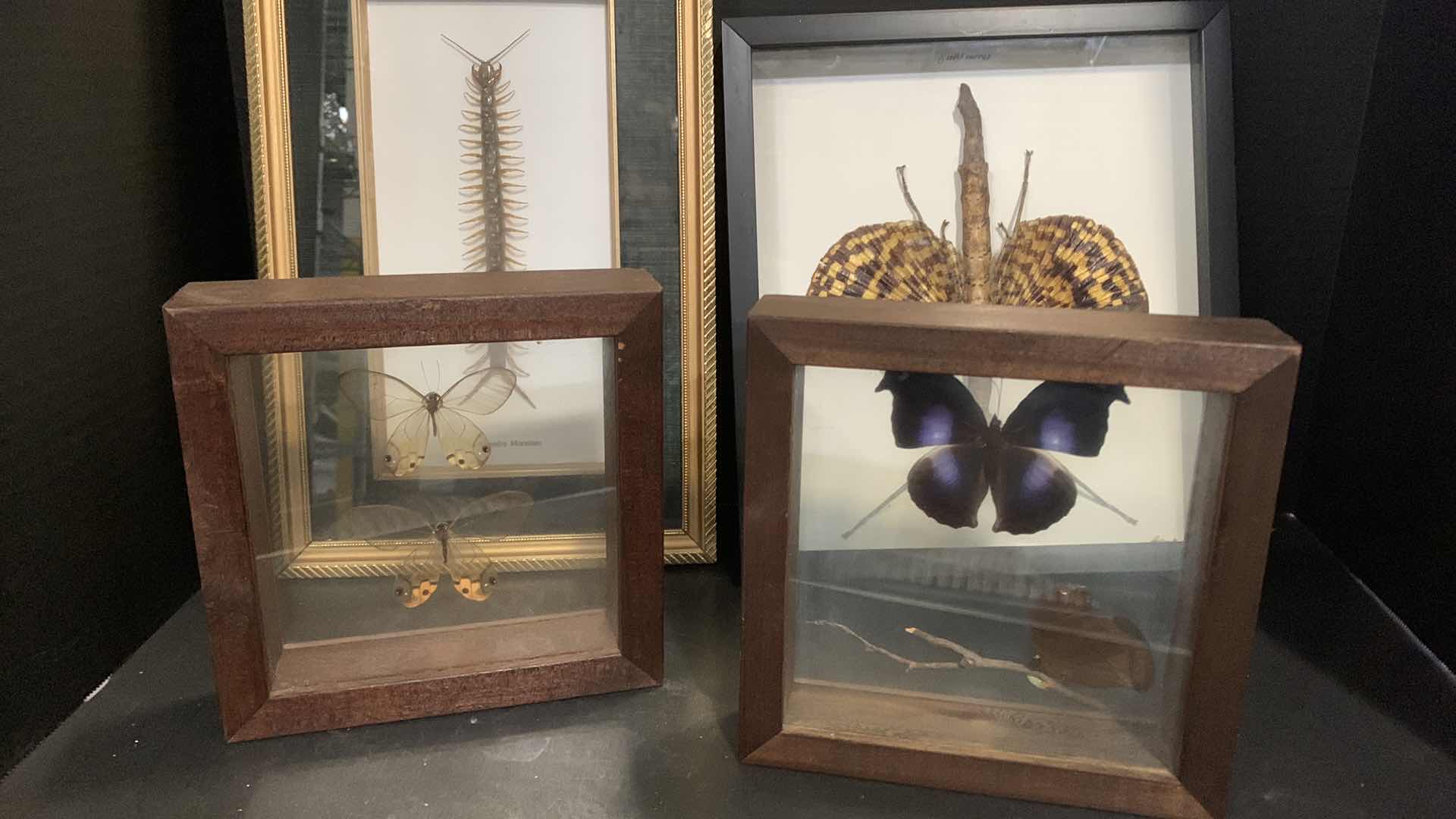 Photo 2 of 4 MOUNTED INSECTS IN SHADOW BOXES