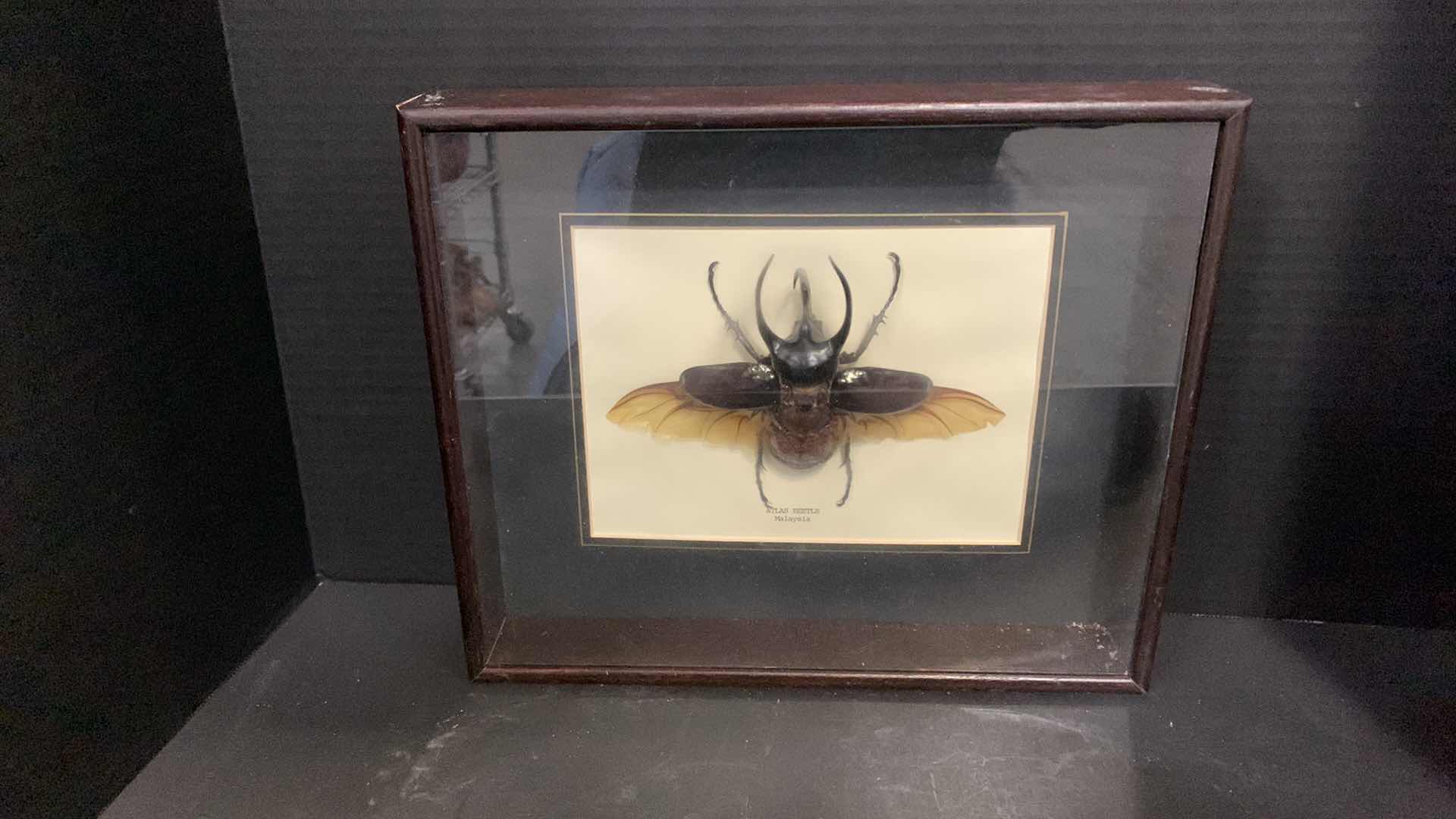 Photo 2 of 3 MOUNTED INSECTS / SPIDER IN SHADOW BOXES