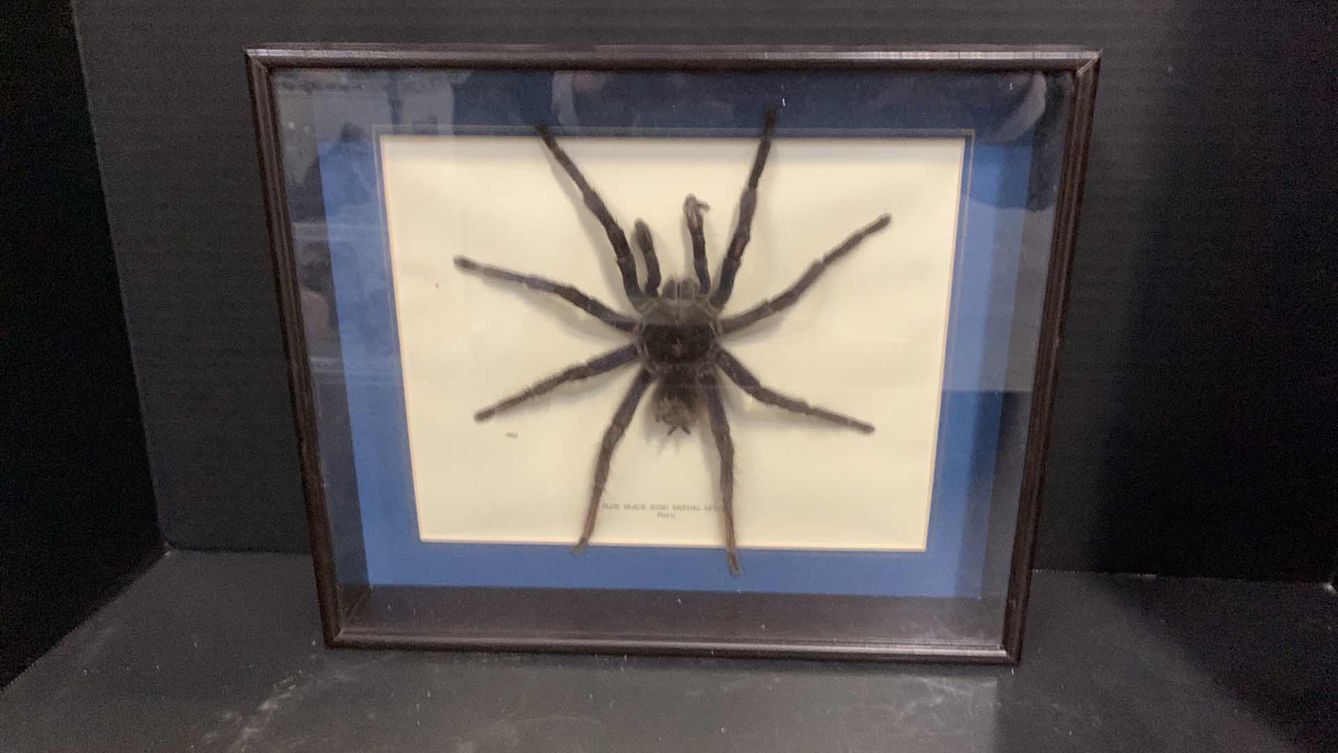 Photo 4 of 3 MOUNTED INSECTS / SPIDER IN SHADOW BOXES