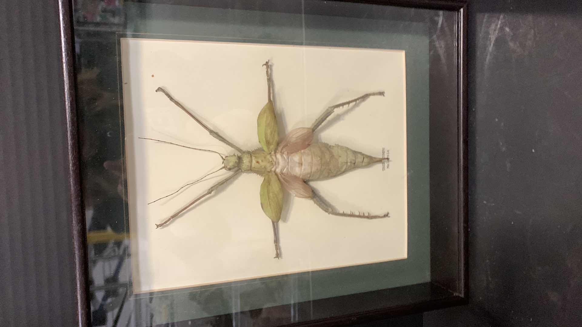 Photo 3 of 3 MOUNTED INSECTS / SPIDER IN SHADOW BOXES