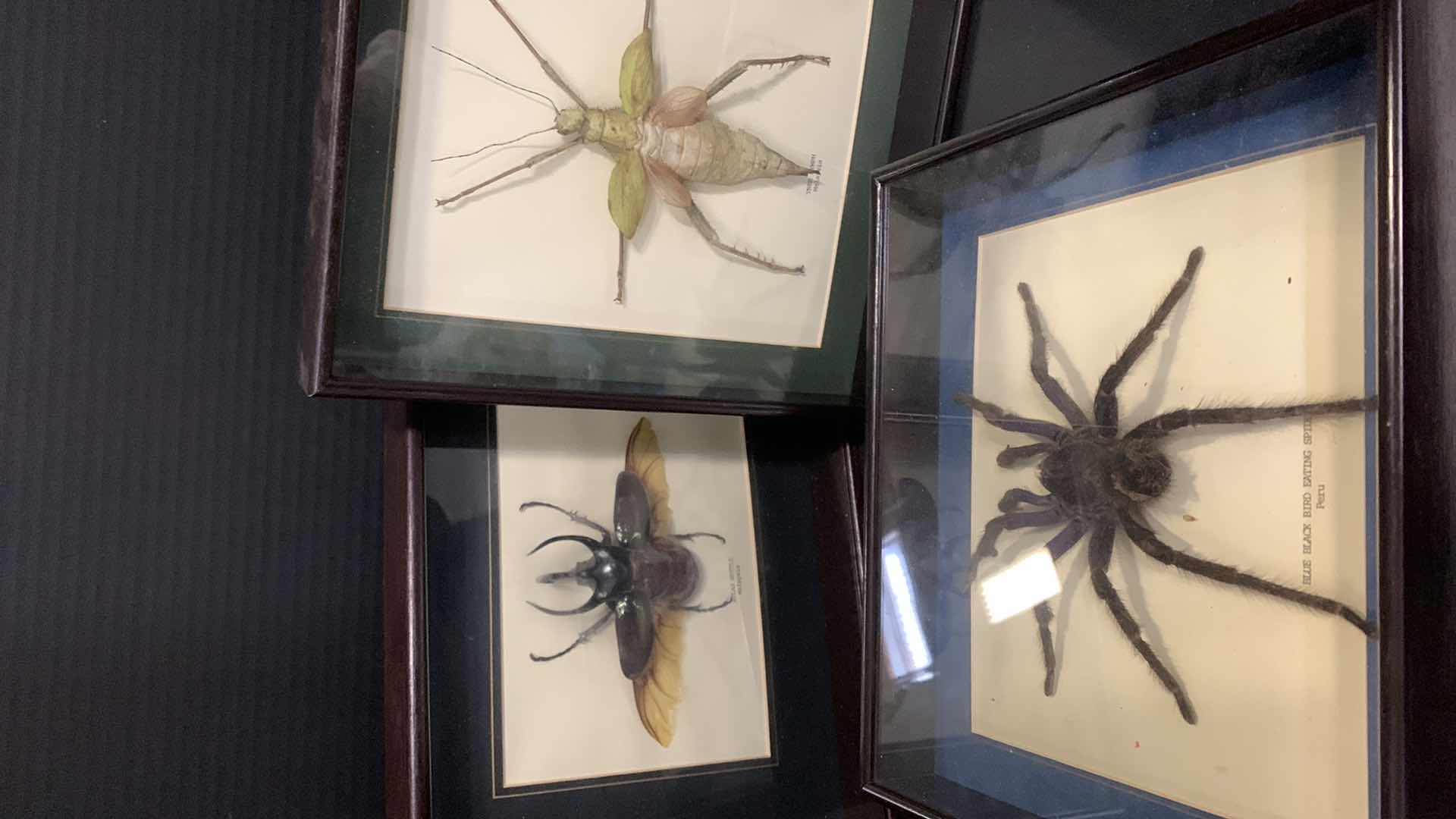 Photo 1 of 3 MOUNTED INSECTS / SPIDER IN SHADOW BOXES