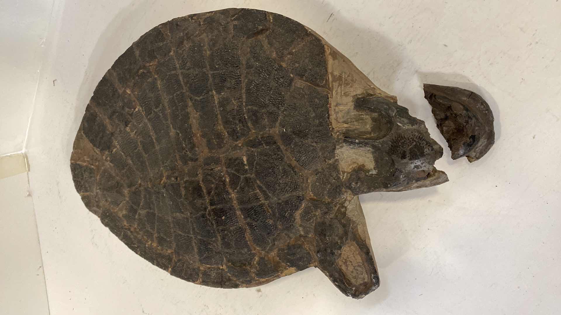 Photo 1 of TURTLE FOSSIL