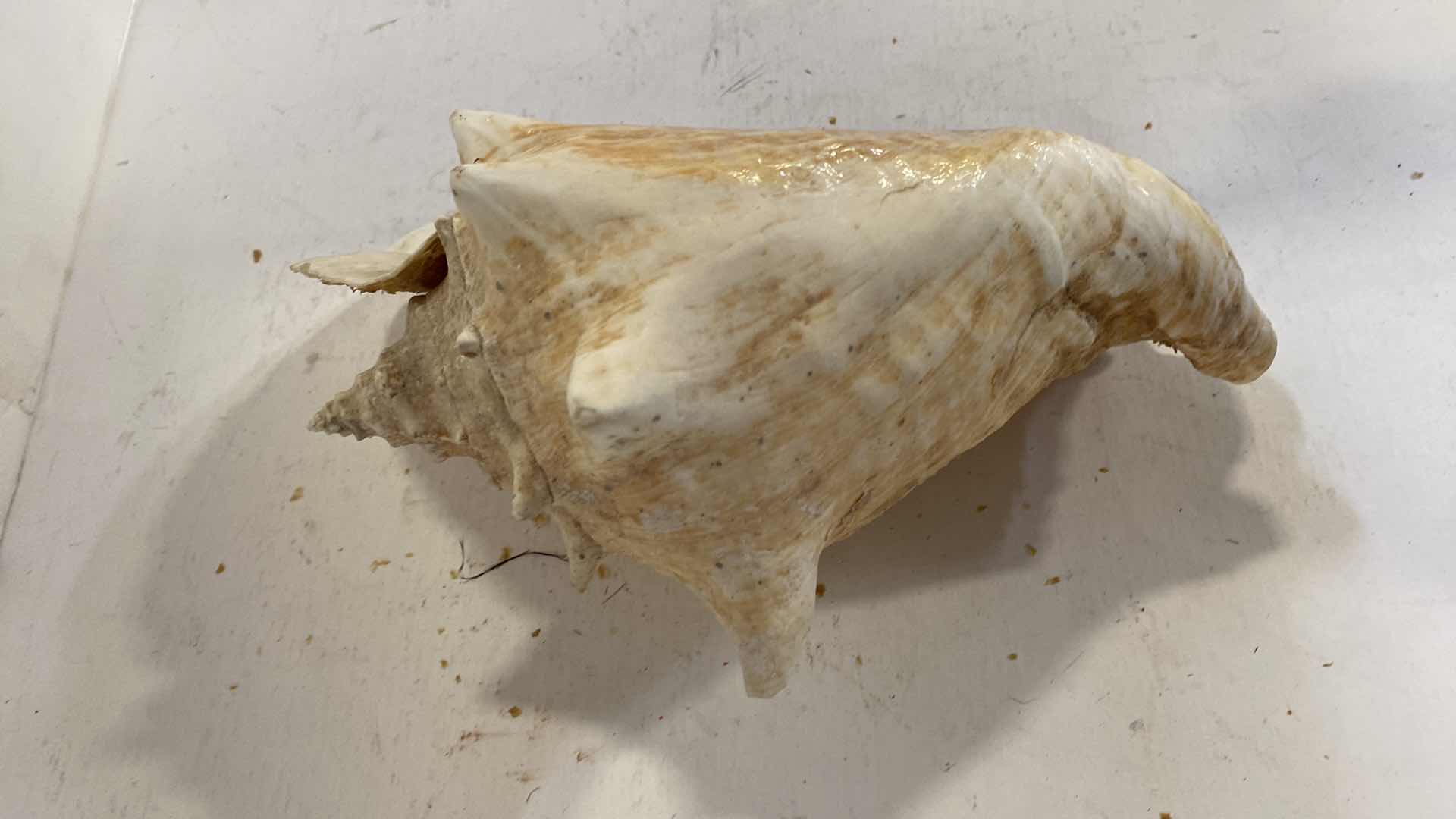 Photo 3 of CONCH SHELL 12”