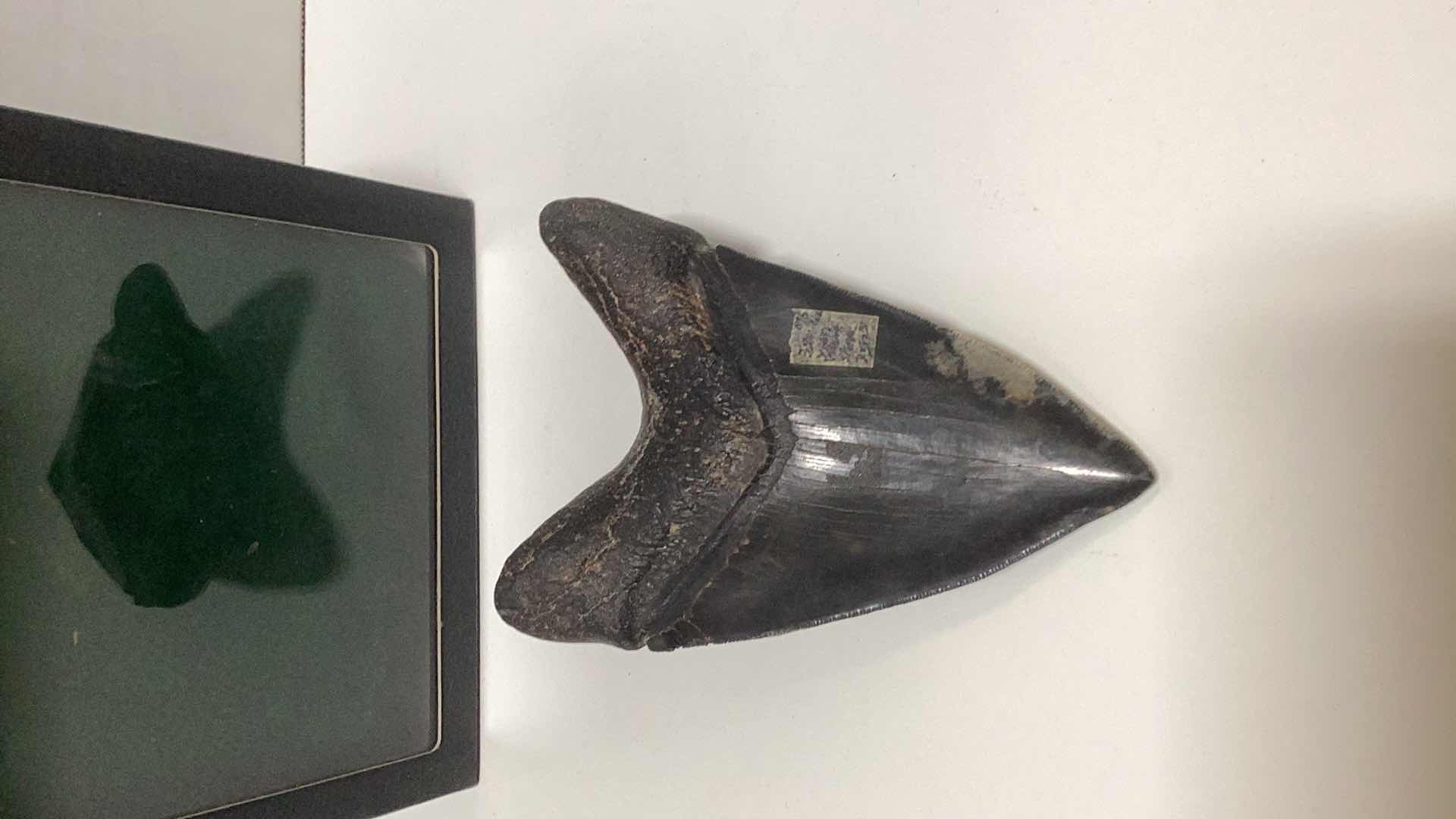 Photo 3 of LARGE MEGALODON FOSSIL SHARK TOOTH 5 1/4”