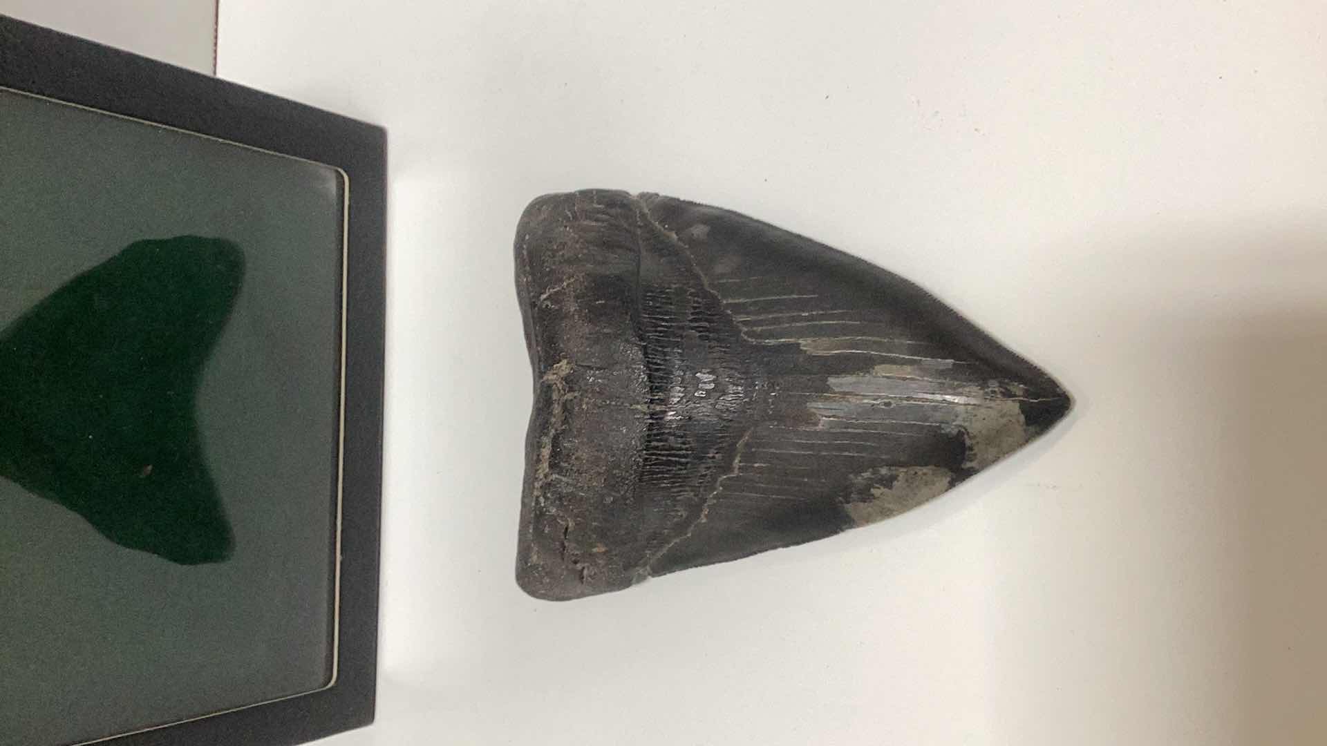 Photo 2 of LARGE MEGALODON FOSSIL SHARK TOOTH 5 1/4”