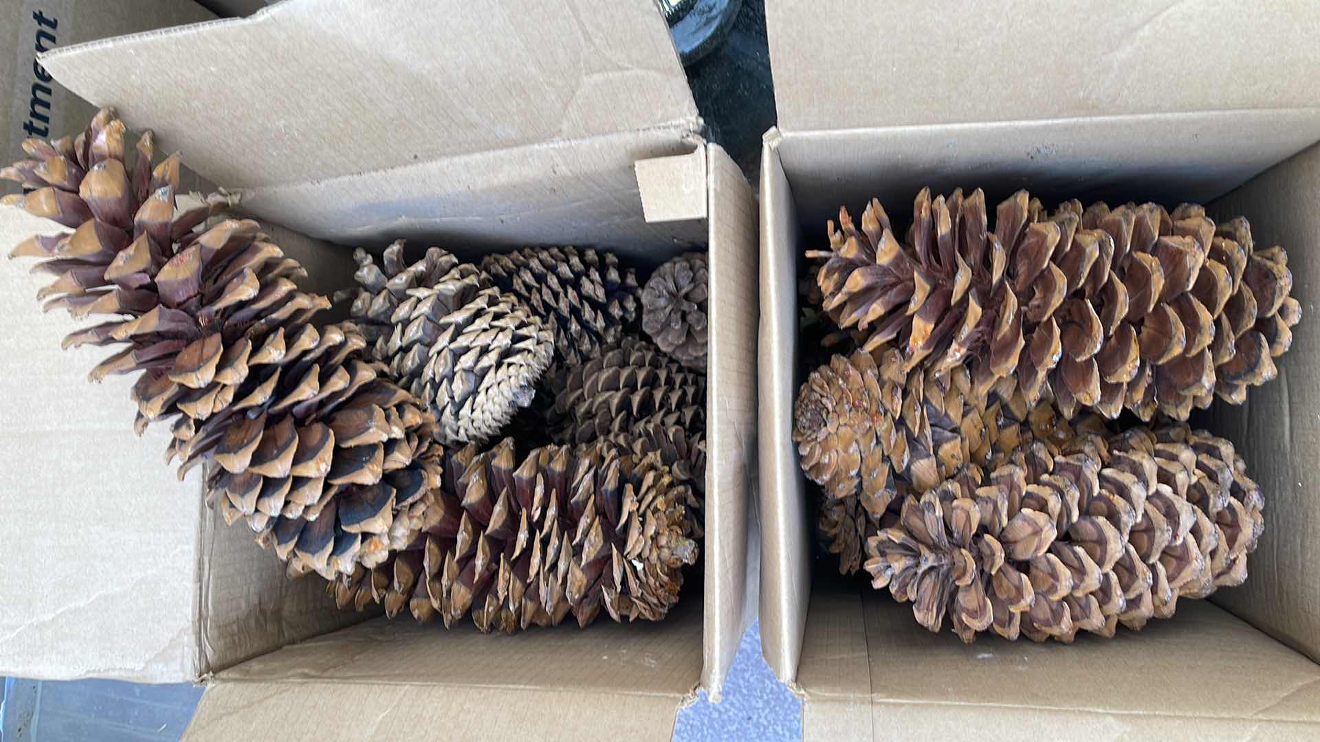 Photo 1 of CRAFTING PINECONES 2 BOXES 
LARGE LOT - ASSORTED SIZES FROM 5” TO 12”