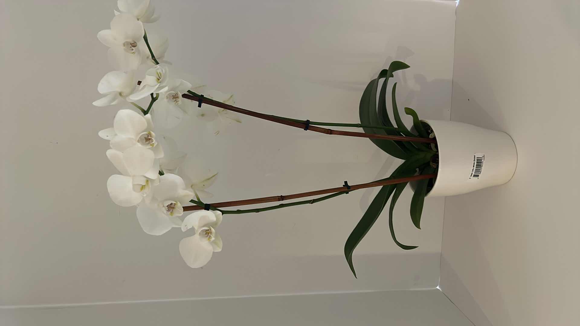 Photo 4 of 2 LIVING WHITE ORCHIDS IN WHITE CERAMIC POTS H25”