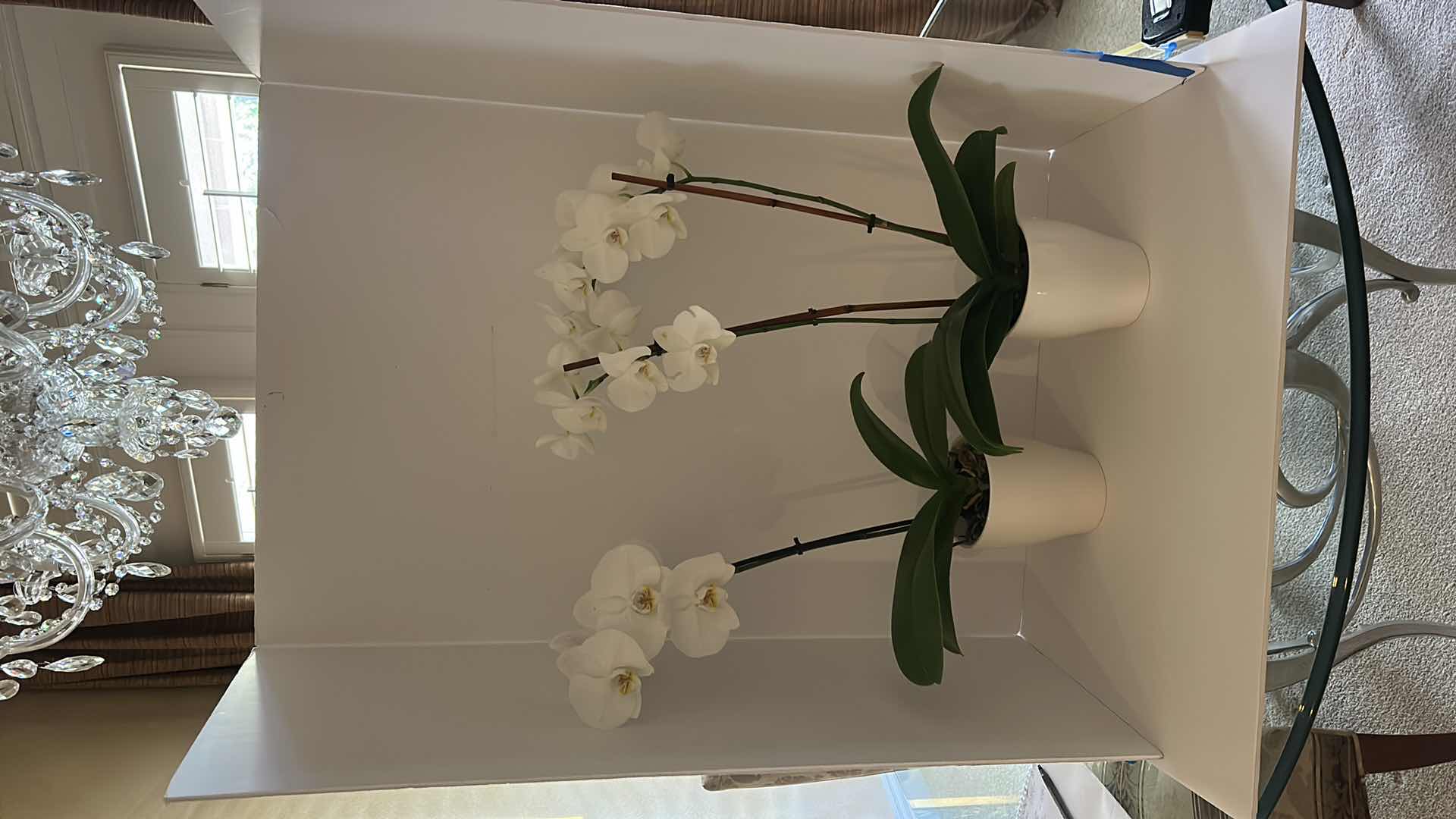 Photo 6 of 2 LIVING WHITE ORCHIDS IN WHITE CERAMIC POTS H25”