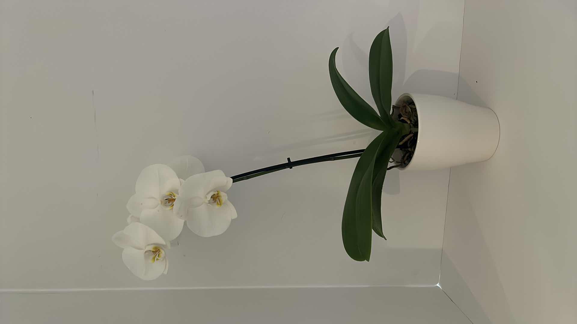 Photo 2 of 2 LIVING WHITE ORCHIDS IN WHITE CERAMIC POTS H25”