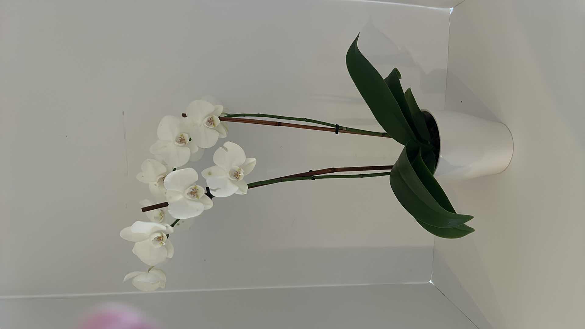 Photo 3 of 2 LIVING WHITE ORCHIDS IN WHITE CERAMIC POTS H25”