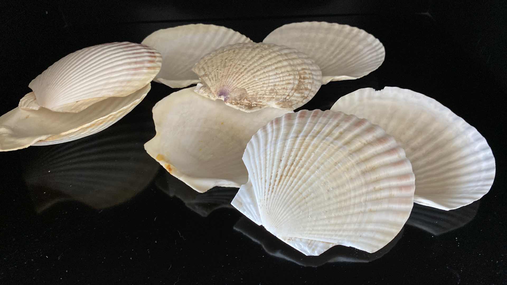 Photo 1 of 8 ASSORTED SHELLS APPROXIMATELY 5”