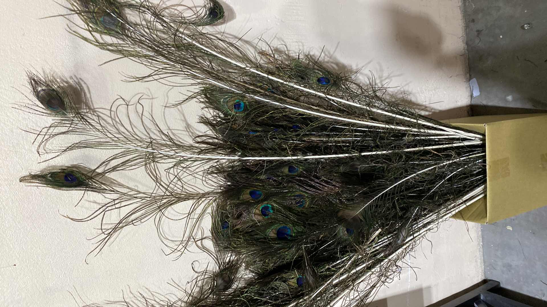 Photo 3 of PEACOCK FEATHERS SIZES RANGE FROM 36” to 50”