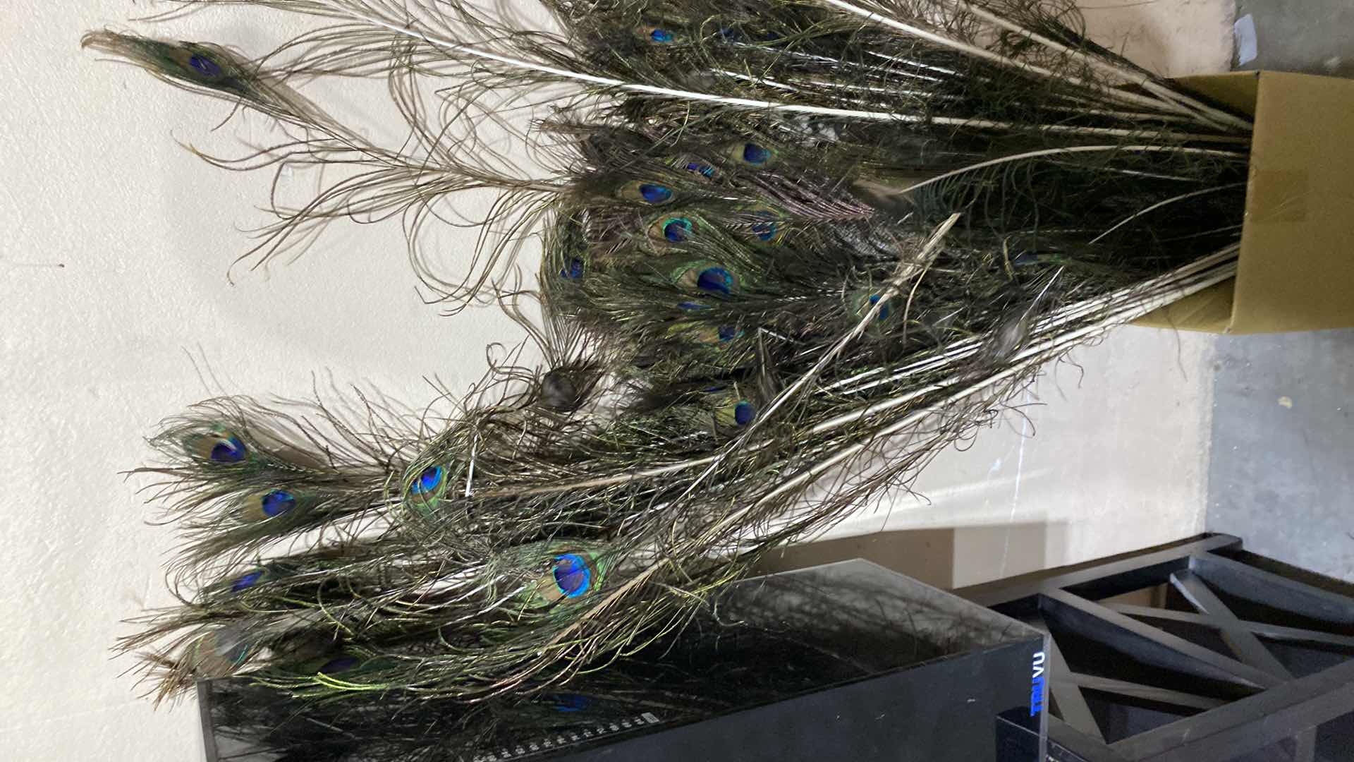 Photo 2 of PEACOCK FEATHERS SIZES RANGE FROM 36” to 50”