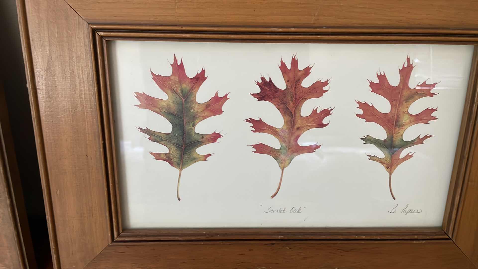 Photo 3 of FRAMED “SUGAR MAPLE AND “SCARLET OAK” B. PAPAIS 16”x12”H