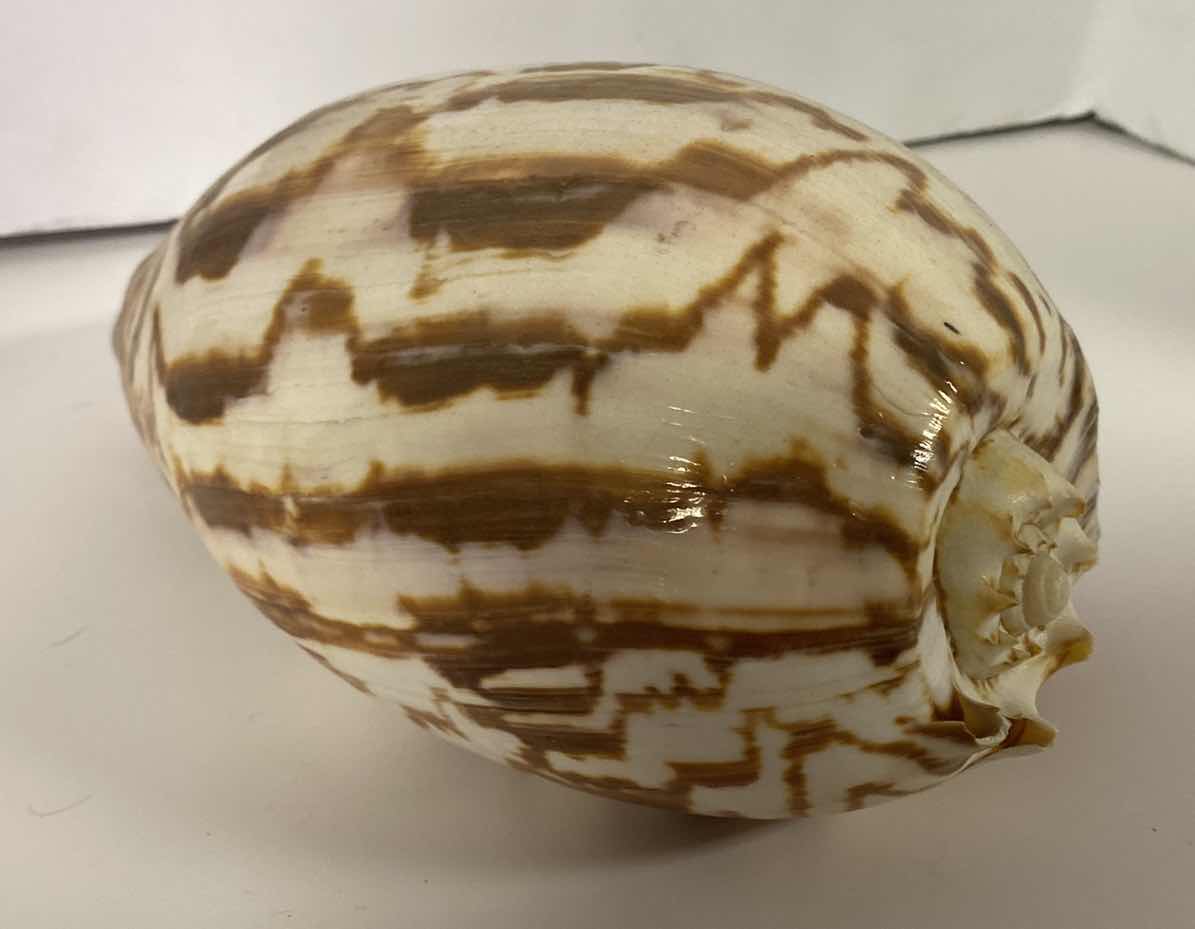 Photo 2 of MELO UMBILICATUS VOLUTE SEASHELL 11” X 7”