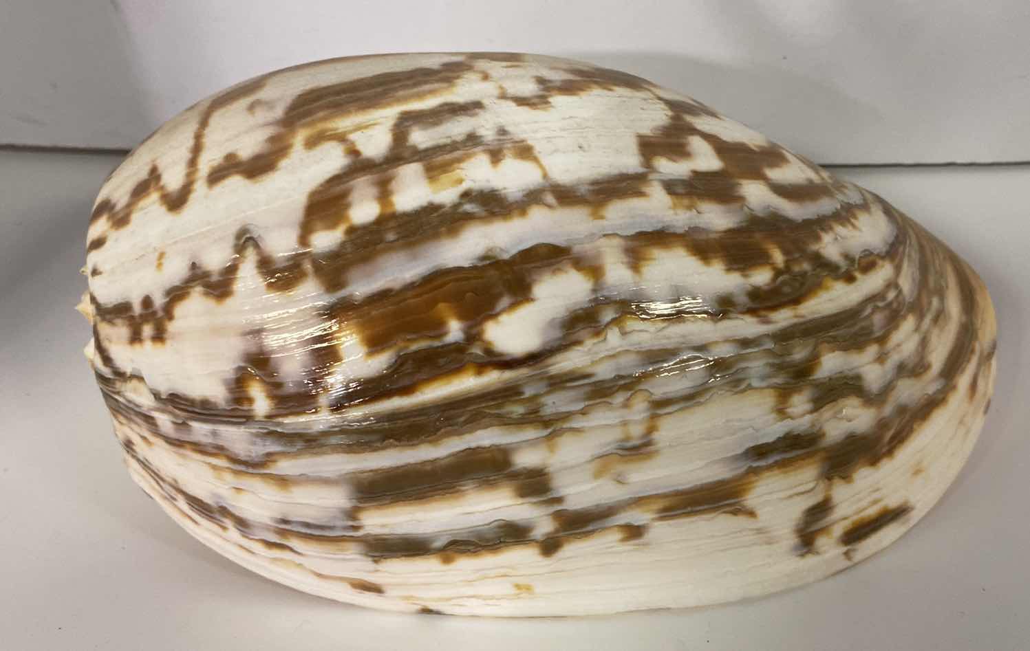 Photo 1 of MELO UMBILICATUS VOLUTE SEASHELL 11” X 7”