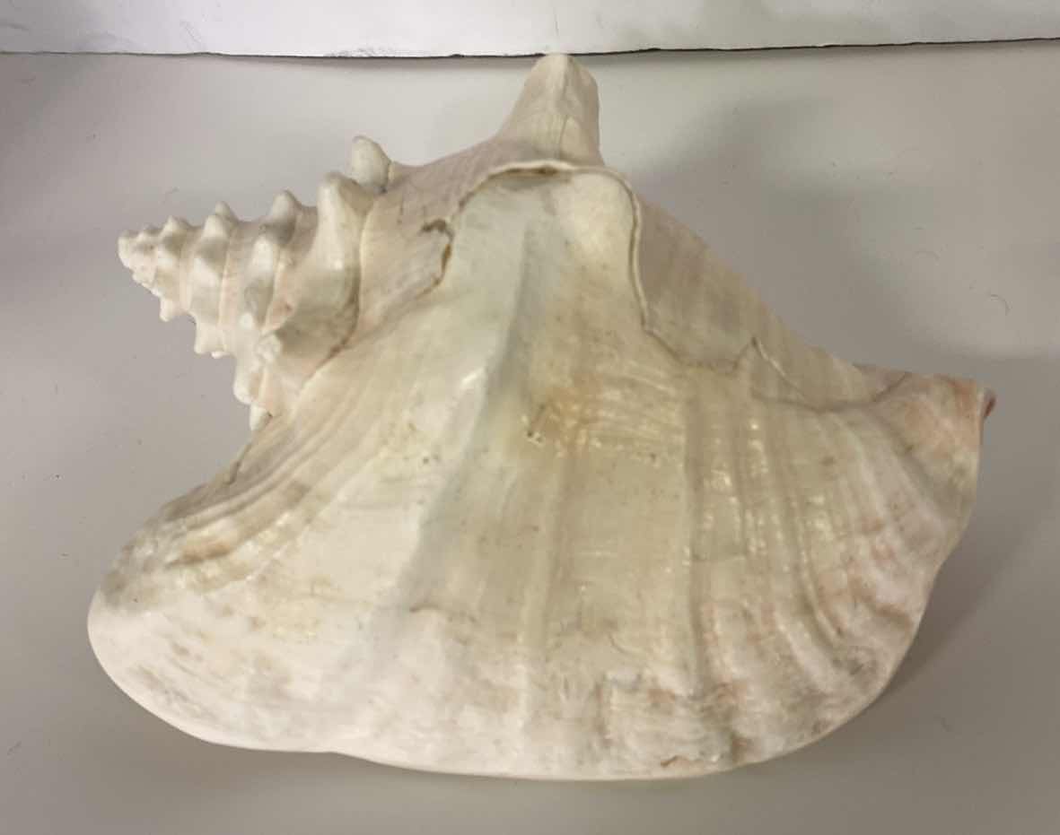 Photo 4 of LARGE QUEEN PINK CONCH SHELL 10”