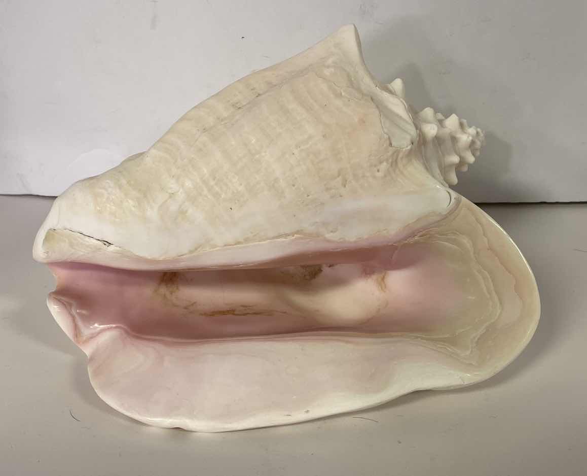 Photo 1 of LARGE QUEEN PINK CONCH SHELL 10”