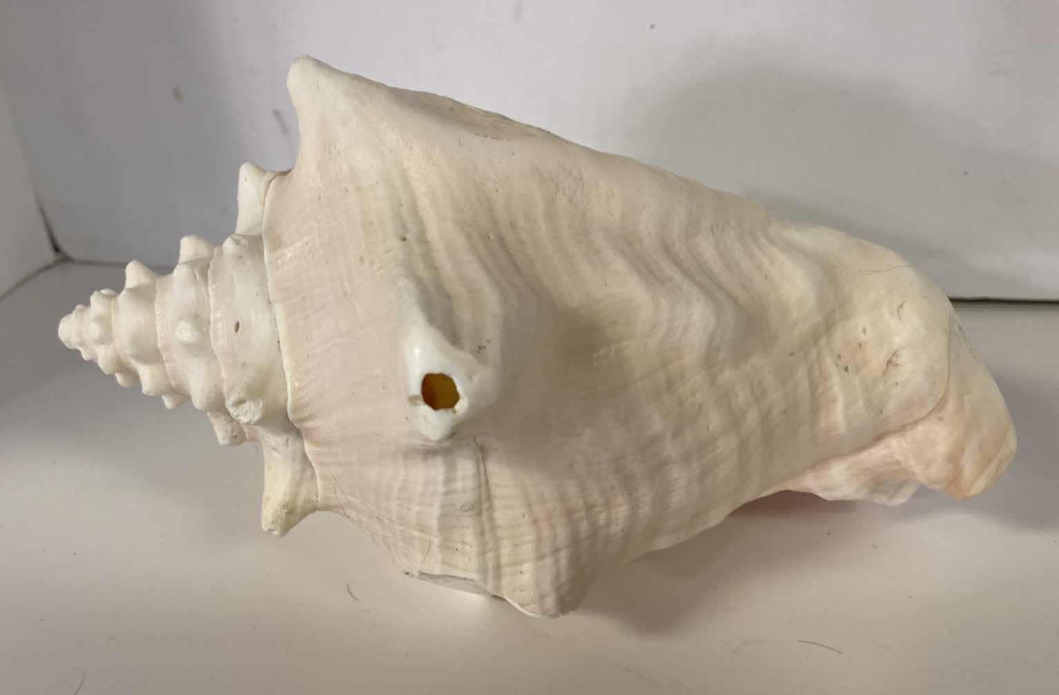 Photo 3 of LARGE QUEEN PINK CONCH SHELL 10”