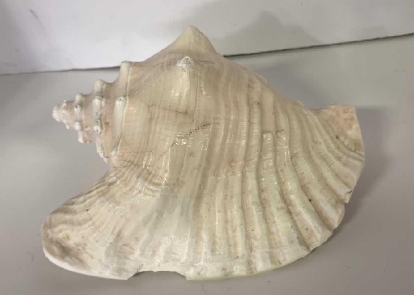 Photo 4 of LARGE QUEEN PINK CONCH SHELL 10”