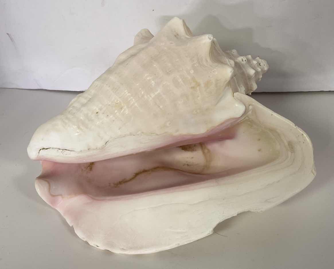 Photo 1 of LARGE QUEEN PINK CONCH SHELL 10”