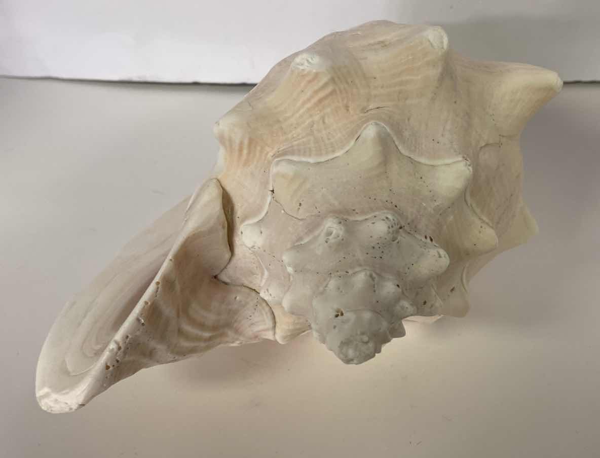 Photo 2 of LARGE QUEEN PINK CONCH SHELL 10”