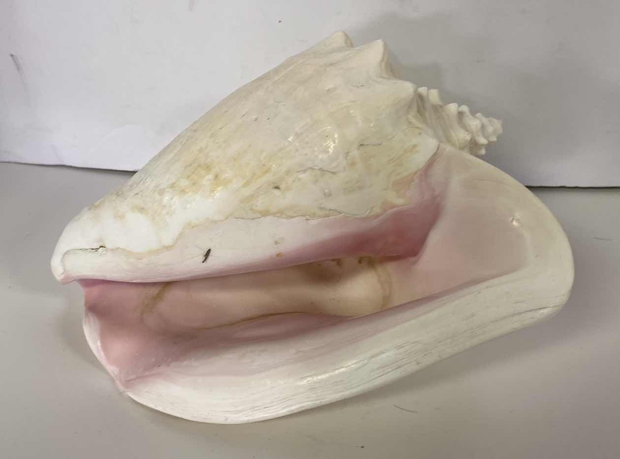 Photo 1 of LARGE PINK CONCH SHELL 10”