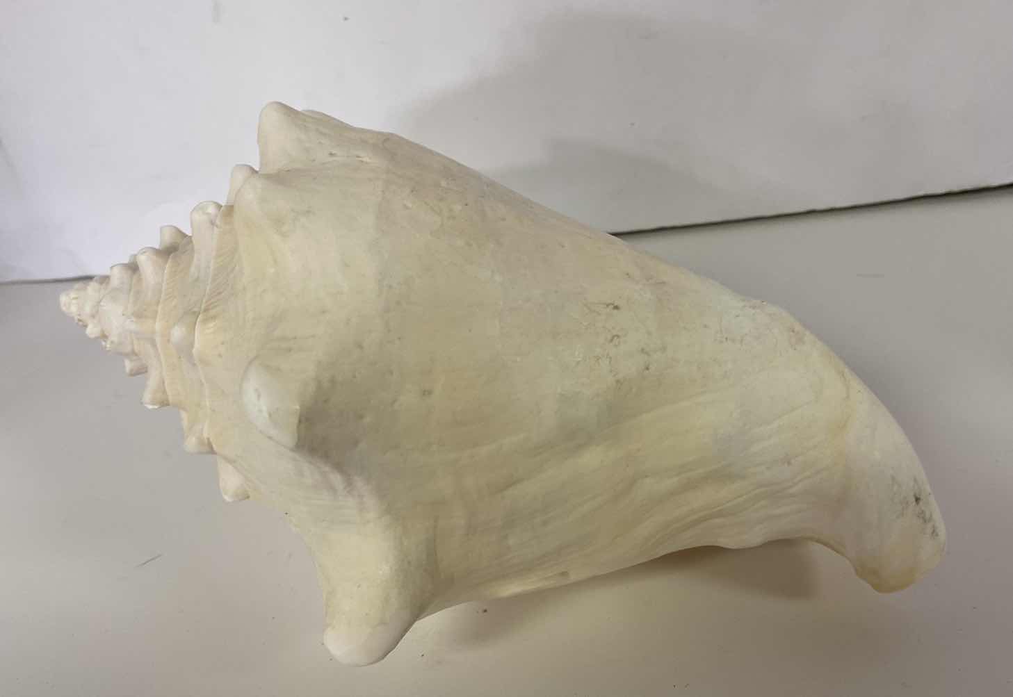 Photo 3 of LARGE PINK CONCH SHELL 10”