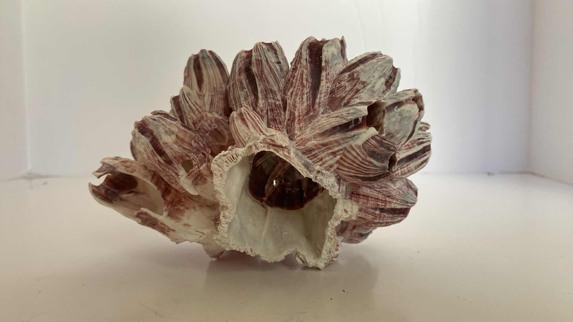 Photo 4 of CORAL SHELL 7” x 4”