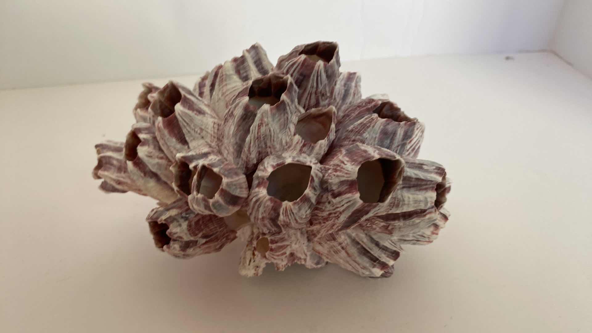 Photo 3 of CORAL SHELL 7” x 4”