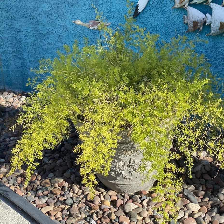 Photo 1 of ASPARAGUS FERN IN HEAVY POT, POT IS 15” x 13 1/2”