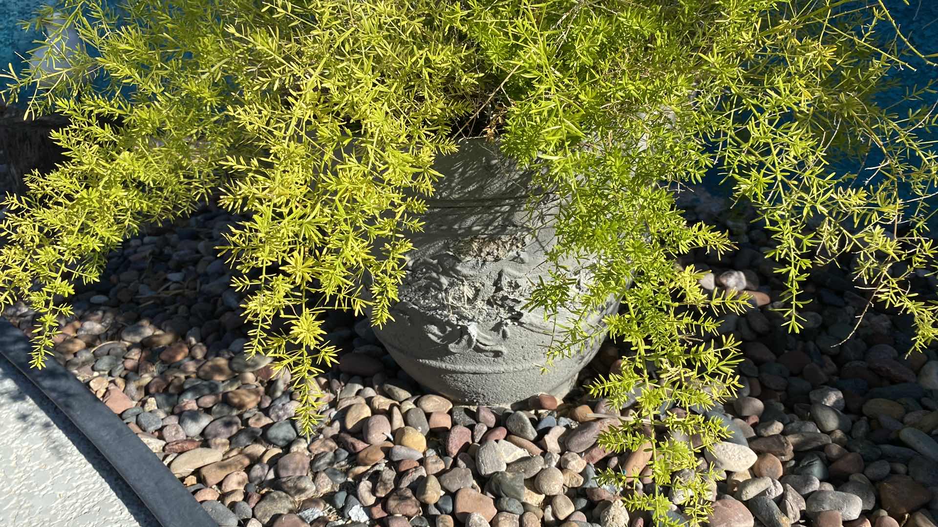 Photo 2 of ASPARAGUS FERN IN HEAVY POT, POT IS 15” x 13 1/2”