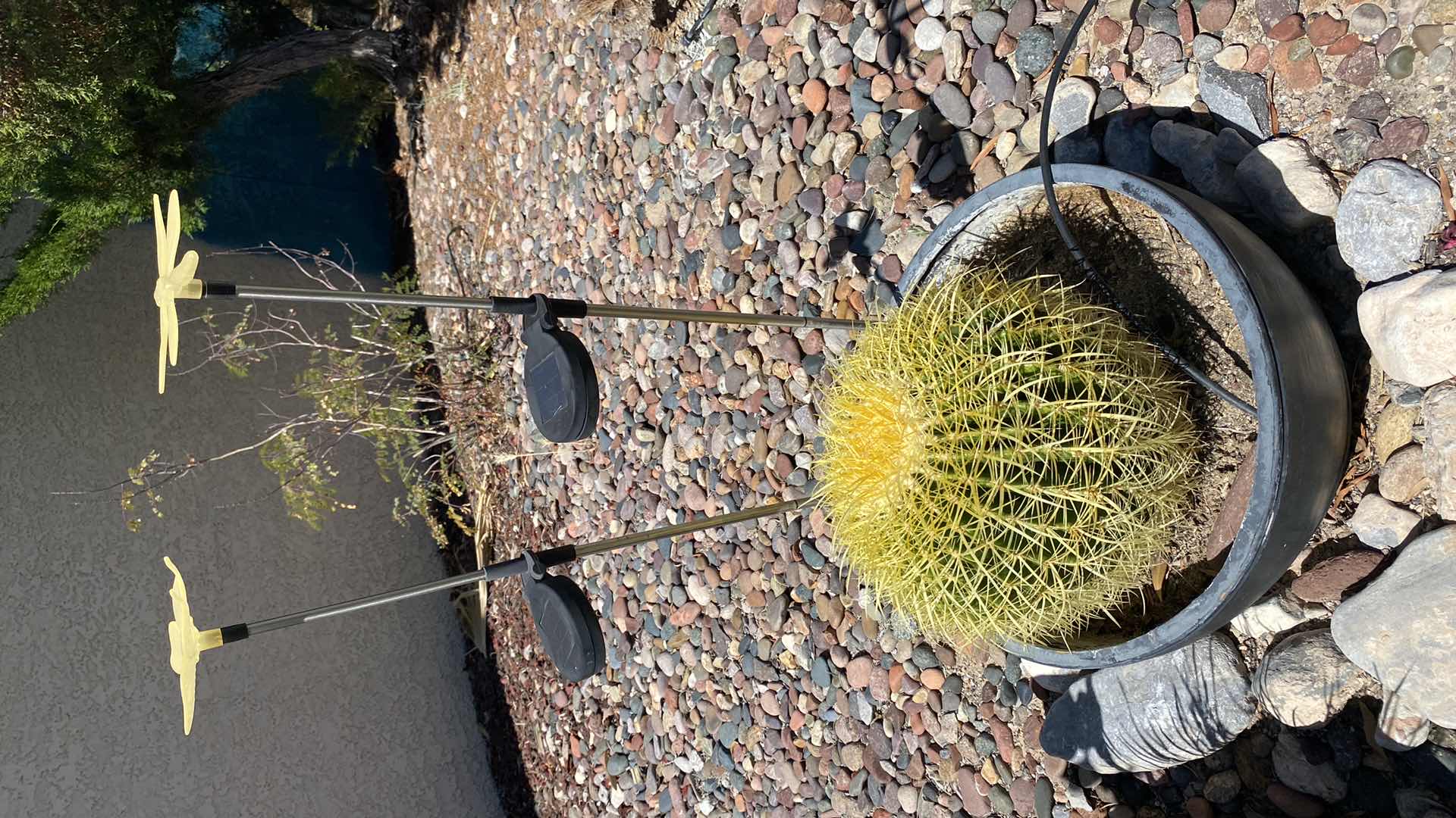 Photo 1 of CACTUS IN POT WITH SOLAR LIGHTS POT MEASURES 14” x 8 1/2”